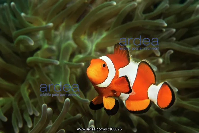 : Magnificent Anemone : Magnificent Anemone