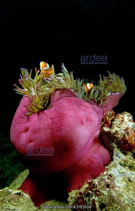 : Magnificent Anemone : Magnificent Anemone