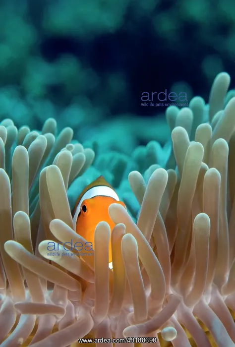 : Magnificent Anemone : Magnificent Anemone