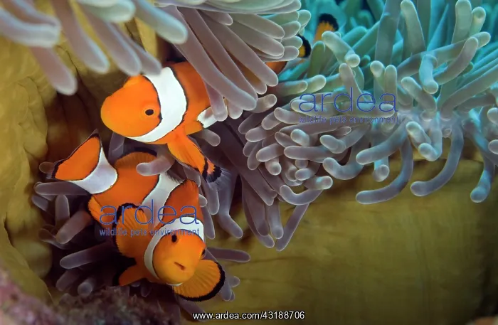 : Magnificent Anemone : Magnificent Anemone