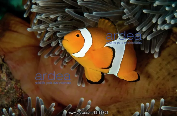 : Magnificent Anemone : Magnificent Anemone