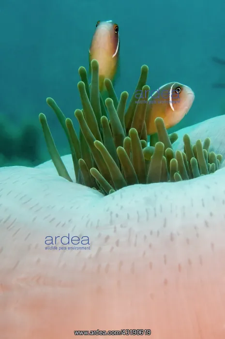: Magnificent Anemone : Magnificent Anemone