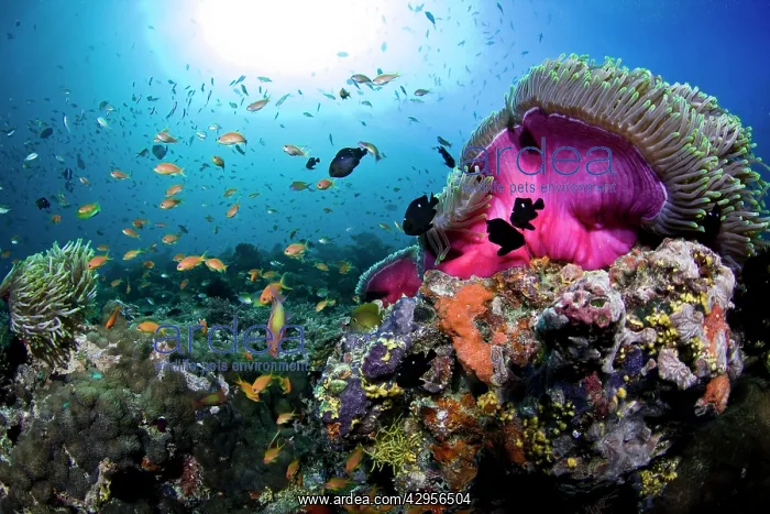 : Magnificent Anemone Coral : Magnificent Anemone Coral