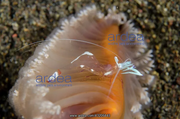 : Magnificent Anemone Shrimp - on Sea Pen (Virgularia : Magnificent Anemone Shrimp - on Sea Pen (Virgularia