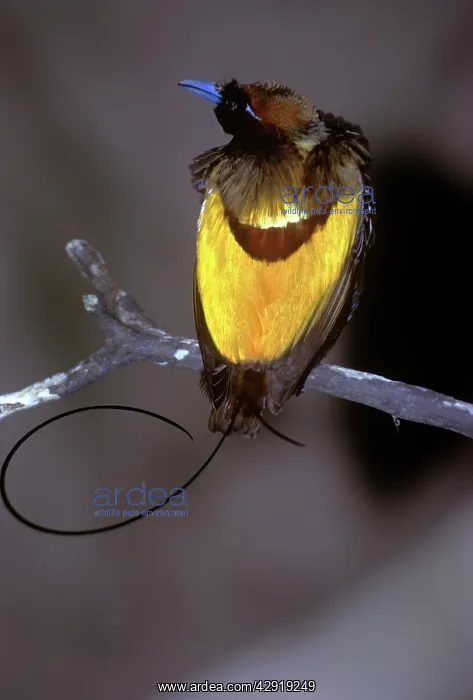 : Magnificent Bird of Paradise : Magnificent Bird of Paradise