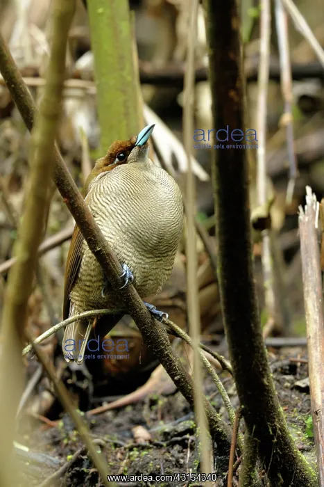 : Magnificent Bird of Paradise : Magnificent Bird of Paradise