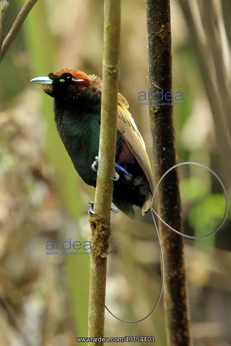 : Magnificent Bird of Paradise : Magnificent Bird of Paradise