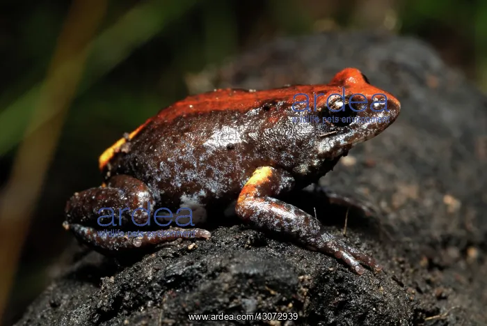 : Magnificent Brood Frog : Magnificent Brood Frog