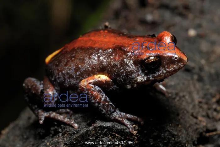 : Magnificent Brood Frog : Magnificent Brood Frog