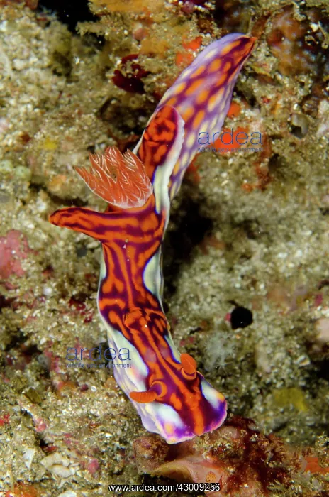 : Magnificent Ceratosoma Nudibranch Yellow Wall of : Magnificent Ceratosoma Nudibranch Yellow Wall of