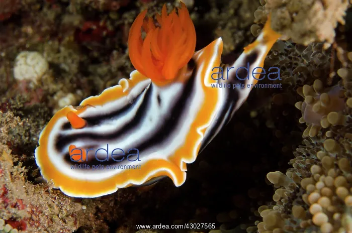 : Magnificent Chromodoris Nudibranch : Magnificent Chromodoris Nudibranch