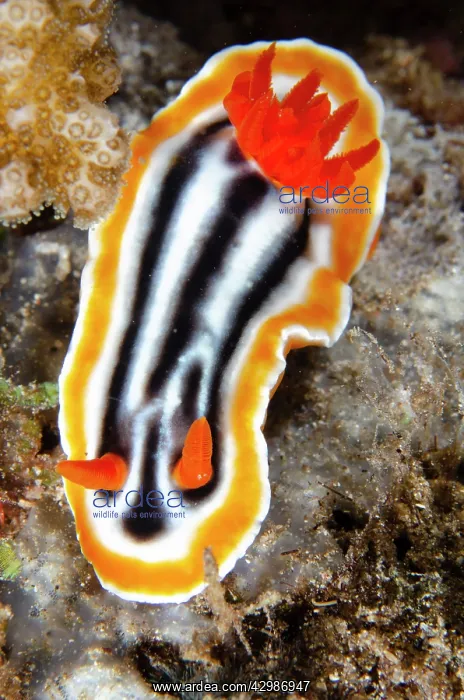 : Magnificent Chromodoris Nudibranch - Sanggamau : Magnificent Chromodoris Nudibranch - Sanggamau