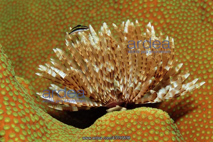 : Magnificent Feather Duster (Sabellastarte magnifica) : Magnificent Feather Duster (Sabellastarte magnifica)