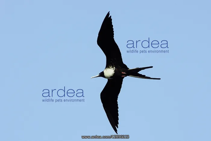 : Magnificent Frigatebird : Magnificent Frigatebird