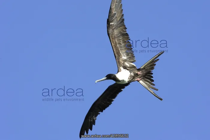 : Magnificent Frigatebird : Magnificent Frigatebird