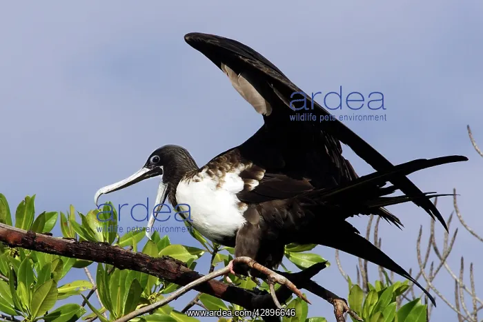  : Magnificent Frigatebird