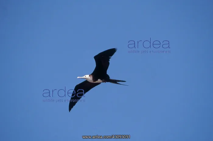  : Magnificent Frigatebird