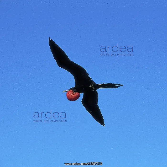 : Magnificent Frigatebird : Magnificent Frigatebird