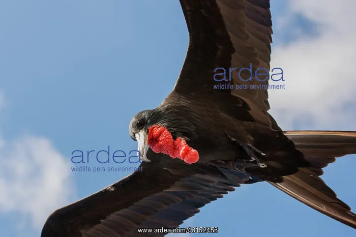 : Magnificent Frigatebird : Magnificent Frigatebird