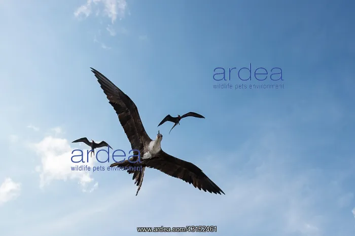 : Magnificent Frigatebird : Magnificent Frigatebird