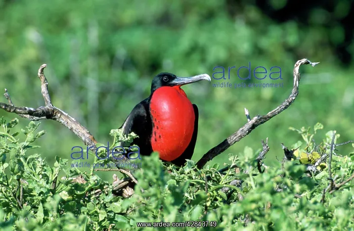 : Magnificent Frigatebird - displaying : Magnificent Frigatebird - displaying
