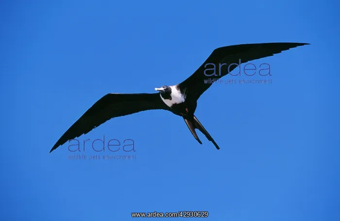  : Magnificent Frigatebird - female