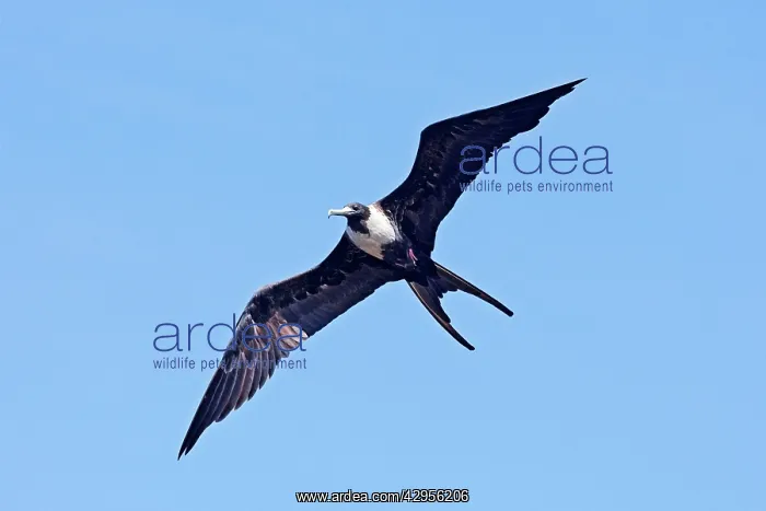 : Magnificent Frigatebird. Female : Magnificent Frigatebird. Female