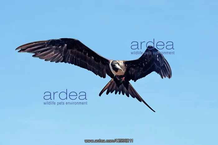 : Magnificent Frigatebird. Female : Magnificent Frigatebird. Female