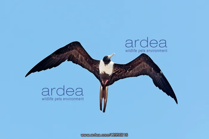 : Magnificent Frigatebird. Female : Magnificent Frigatebird. Female