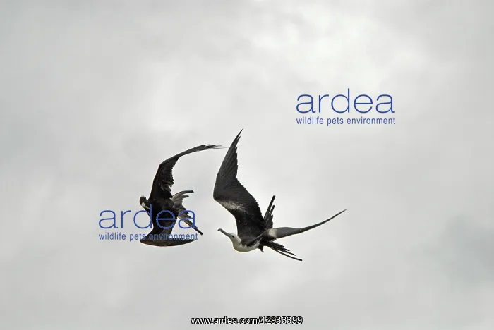 : Magnificent Frigatebird flying above Fort Jefferson : Magnificent Frigatebird flying above Fort Jefferson