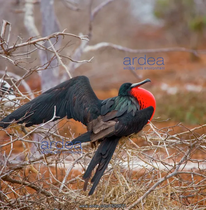 : Magnificent frigatebird (Fregata magnificens) is : Magnificent frigatebird (Fregata magnificens) is