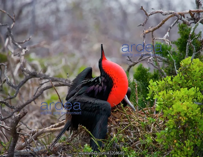 : Magnificent frigatebird (Fregata magnificens) is : Magnificent frigatebird (Fregata magnificens) is