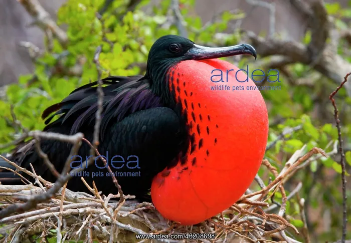 : Magnificent frigatebird (Fregata magnificens) is : Magnificent frigatebird (Fregata magnificens) is