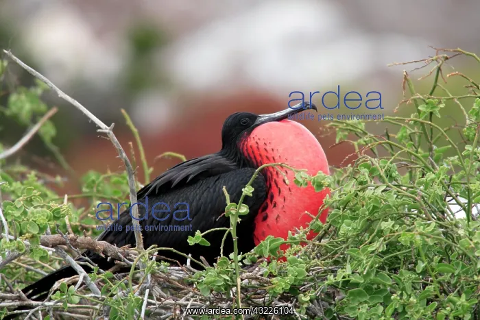 : Magnificent Frigatebird (Fregata magnificens), adult : Magnificent Frigatebird (Fregata magnificens), adult