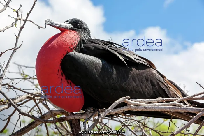 : Magnificent Frigatebird (Fregata magnificens), Galapagos I : Magnificent Frigatebird (Fregata magnificens), Galapagos I