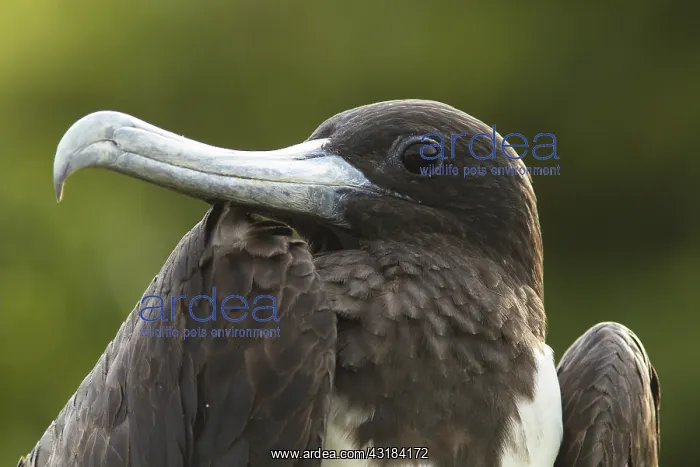 : Magnificent Frigatebird (Fregata magnificens) female : Magnificent Frigatebird (Fregata magnificens) female