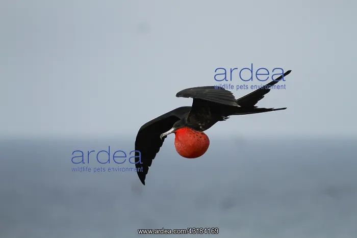 : Magnificent Frigatebird (Fregata magnificens) male : Magnificent Frigatebird (Fregata magnificens) male