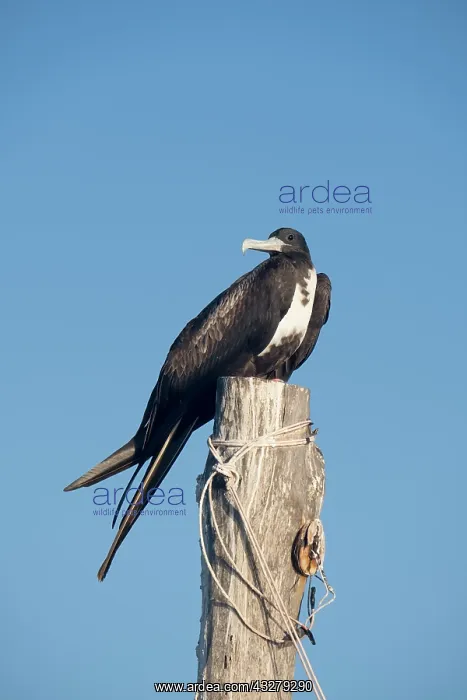 : Magnificent Frigatebird - Holbox Mexico : Magnificent Frigatebird - Holbox Mexico