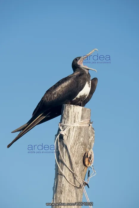 : Magnificent Frigatebird - Holbox Mexico : Magnificent Frigatebird - Holbox Mexico