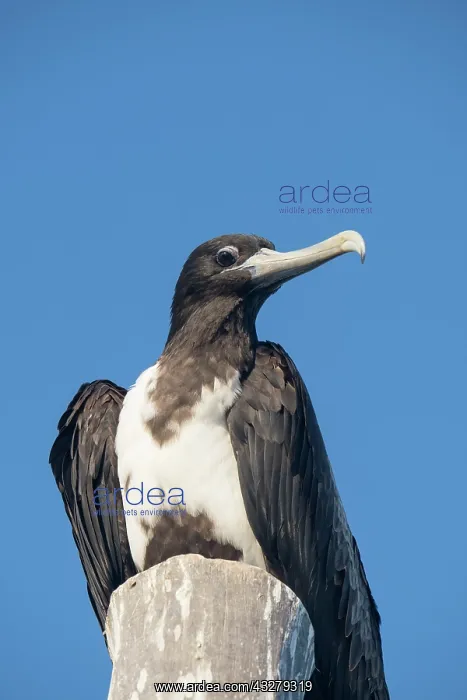 : Magnificent Frigatebird - Holbox Mexico : Magnificent Frigatebird - Holbox Mexico