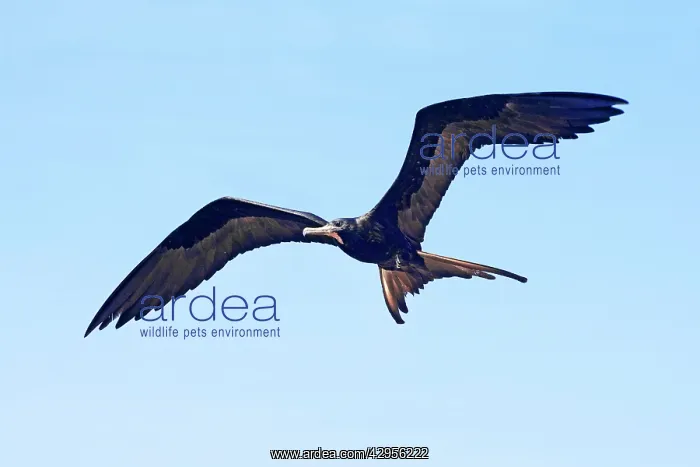 : Magnificent Frigatebird - Male : Magnificent Frigatebird - Male