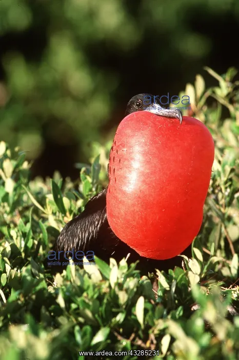 : MAGNIFICENT FRIGATEBIRD - male, displaying : MAGNIFICENT FRIGATEBIRD - male, displaying