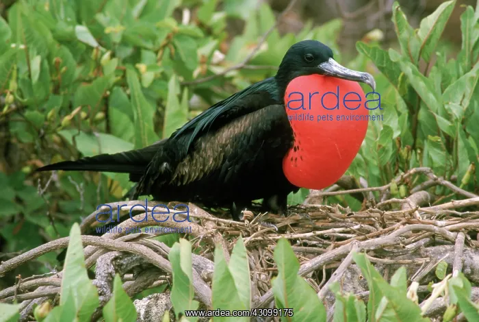 : Magnificent Frigatebird on nest : Magnificent Frigatebird on nest