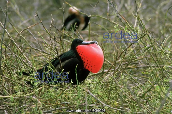: Magnificent Frigatebird on nest : Magnificent Frigatebird on nest