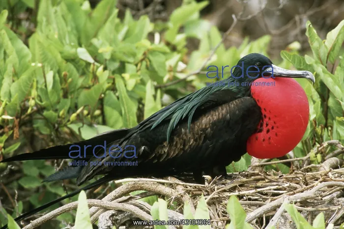 : Magnificent Frigatebird on nest : Magnificent Frigatebird on nest