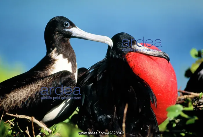 : MAGNIFICENT FRIGATEBIRD - x two, - Male / Female : MAGNIFICENT FRIGATEBIRD - x two, - Male / Female