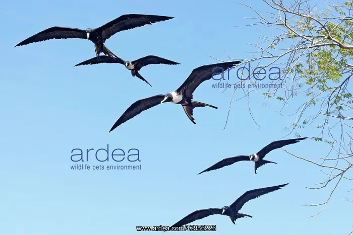 : Magnificent Frigatebirds : Magnificent Frigatebirds