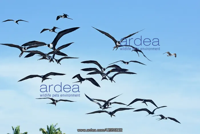 : Magnificent Frigatebirds : Magnificent Frigatebirds