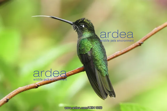 : Magnificent Hummingbird : Magnificent Hummingbird