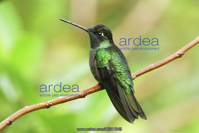 : Magnificent Hummingbird : Magnificent Hummingbird